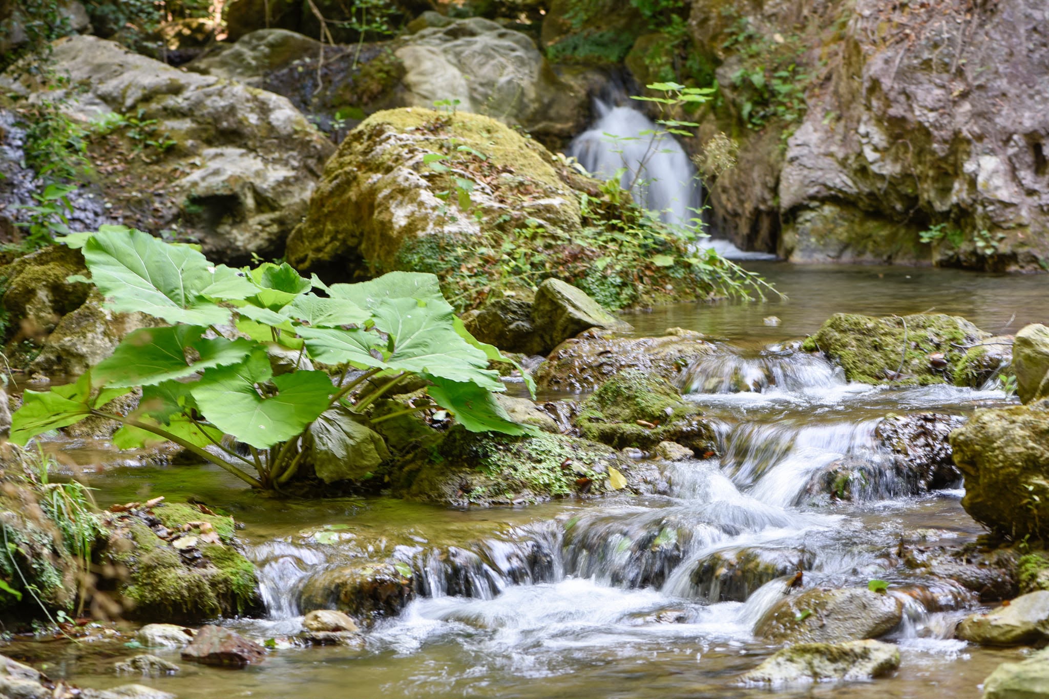 Il torrente tra rocce e vegetazione