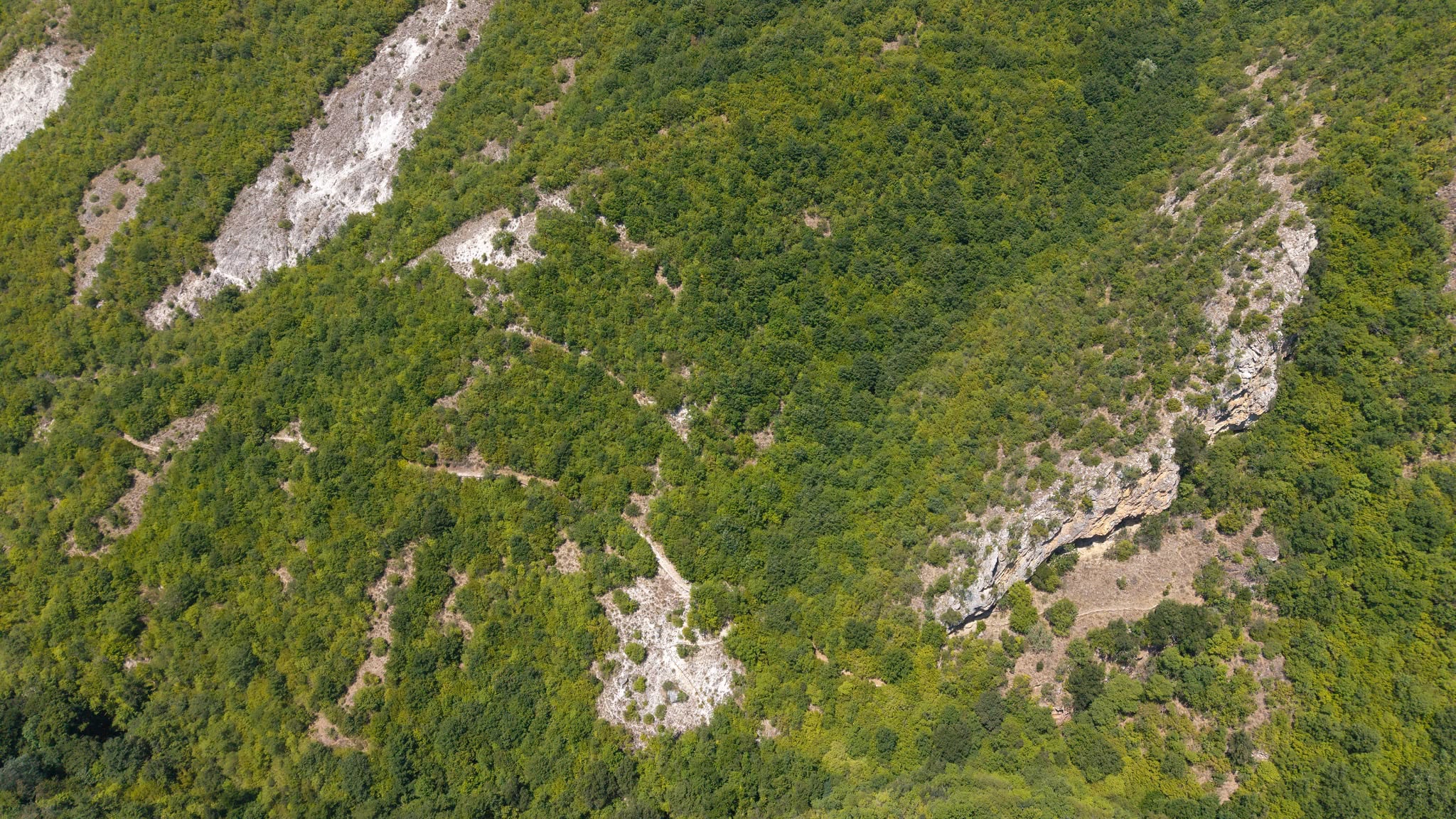 Panorama verde del parco